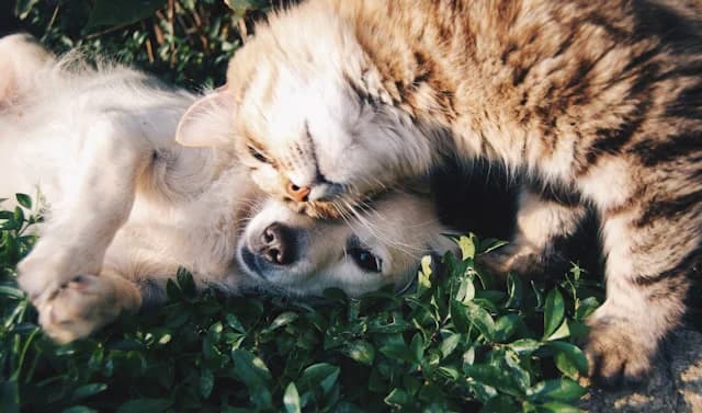 Perro y gatos descansando juntos