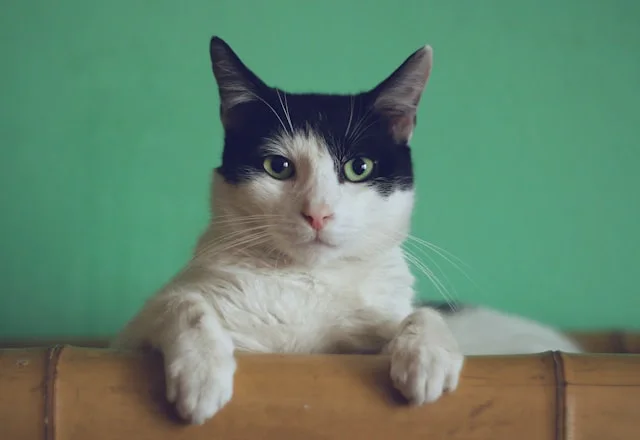 Gato blanco y negro