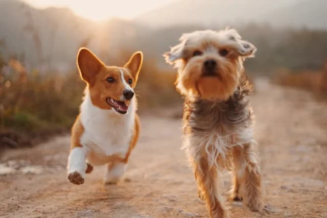 Dos perros corriendo al aire libre